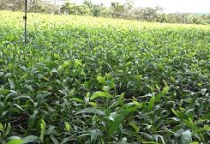 đầu tư trồng rừng có tiềm năng giải quyết vấn đề thiếu hụt gỗ lâu dài không?