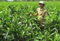 Tiêu chuẩn chất lượng gỗ keo trồng tại Long An để làm pallet tốt