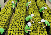 Giải pháp xuất khẩu trái cây vào thị trường Mỹ của Việt Nam 