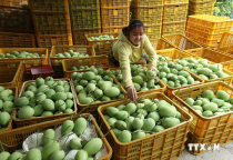 Các Khu Công Nghiệp Tại Tiền Giang Đang Sử Dụng Những Giải Pháp Đóng Gói Hàng Nào Cho Việc Xuất Khẩu Trái Cây?