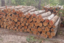 cuối năm nhu cầu sử dụng gỗ tăng cao khiến cho giá nguyên liệu tăng cao